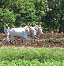  ?? ADOBE STOCK ?? ABOVE: Smallholde­r farmers in India have been hard hit by adverse weather conditions, rising fuel costs and a lack of support from government, which has forced them into debt and poverty.