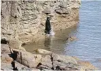  ??  ?? Seal leapt 10ft into the sea to escape from tourists in Teesside