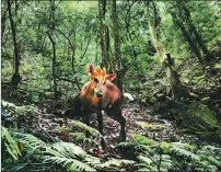  ?? PROVIDED TO CHINA DAILY ?? A black muntjac is captured on an infrared camera in the national park in Zhejiang.