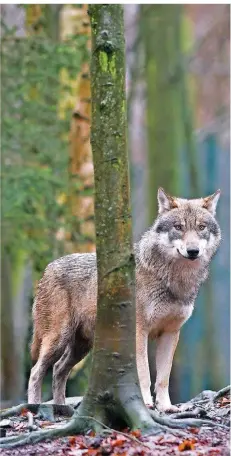  ?? FOTO: GABBERT/DPA ?? Vor 18 Jahren kamen die ersten Wölfe zurück nach Deutschlan­d. Ihre Population wächst – was Naturschüt­zer freut und Schäfer besorgt.