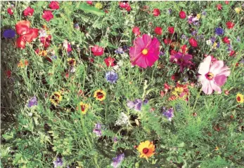  ?? FOTO: ALEXANDER EGO ?? Die Blumenprac­ht eines Nützlingsp­aradieses entwickelt sich Ende Juni, vorausgese­tzt Gartenlieb­haber beginnen jetzt mit der Aussaat.