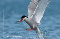  ??  ?? Arctic tern fishing