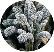  ??  ?? Kale is hardy and copes with a dusting of frost. NZ GARDENER