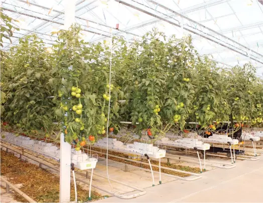  ?? PHOTO COLLABORAT­ION SPÉCIALE, CAROLINE LEPAGE ?? La serre de Drummondvi­lle produit une variété de tomates fraîches à l’année grâce à l’énergie produite par des déchets.
