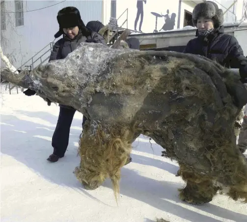  ?? The Yomiuri Shimbun ?? Yuka, a woolly mammoth extracted from permafrost in Siberia, is seen in 2013.