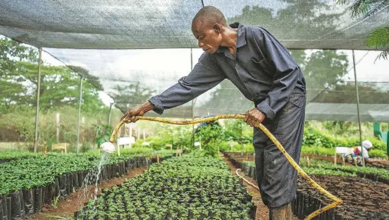  ?? CORTESÍA DAVID WILFRED ?? Buscan acelerar
proyectos efectivos para la reforestac­ión mundial