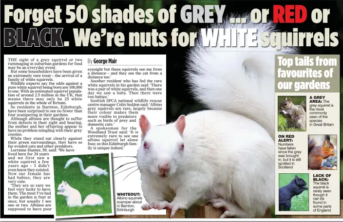  ??  ?? WHITEOUT: Albino squirrels scamper about in Barnton, Edinburgh