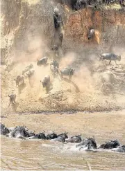  ?? /123RF/Jane Rix ?? Wild wonder: The wildebeest migration at Maasai Mara, which is usually a huge draw card for foreign tourists, will pass with much less fanfare this year due to the Covid-19 outbreak.