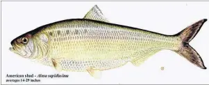  ??  ?? An American shad averages 14-29 inches.