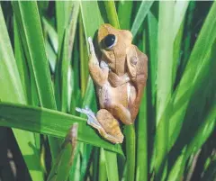  ??  ?? IMPRESSIVE RECOVERY: Endangered lace-lid frogs have been found thriving in creeks in the Myola Valley. Picture: CONRAD HOSKIN