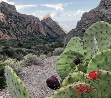  ?? Joe Holley / Houston Chronicle ?? To hike to the Window in Big Bend National Park takes a couple of hours on the trail that starts at the Chisos Basin Campground.