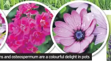  ??  ?? Dahlias, pelargoniu­ms and osteosperm­um are a colourful delight in pots