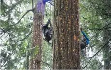  ??  ?? Roman Knauer, left, and Marc Luc Lalumiere ascend a tree to affix lights. This year’s Canyon Lights opens on Nov. 28 and runs to Jan. 28.