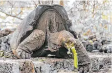  ?? FOTO: DIEGO BERMEO/DPA ?? Lange Zeit galt die Galapagos-Schildkröt­e als ausgestorb­en. Das Zuchtprogr­amm hat dafür gesorgt, dass sich der Bestand vermehrt.