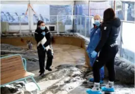  ??  ?? Natalie Stenfeldt baerer en og en pingvin til veterinaer Hanne Marie Thomsen, mens resten av pingvinene løper i motsatt retning.