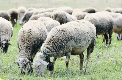  ?? AGUSTÍ ENSESA / ARCHIVO ?? Los ganaderos deben asumir pérdidas de 5,5 euros por cada animal