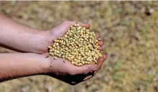  ?? — Reuters ?? A person shows soybeans after they were harvested in Caagauzu, Paraguay.