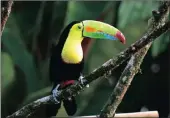  ??  ?? The keel-billed toucan, also known as sulfurbrea­sted toucan or rainbow-billed toucan, is a colourful Latin American member of the toucan family.