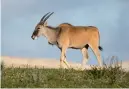  ??  ?? An eland in De Hoop National Park.