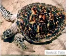  ??  ?? Hawksbill Turtle