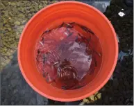  ??  ?? A bucket of young trout raised in the fourth-grade classroom of science teacher Marde Dimon.