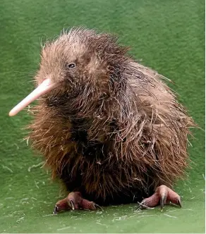  ?? KYLIE DAY/SAVE THE KIWI TRUST ?? Ninety-five per cent of kiwi chicks that hatch in areas where there isn’t any predator control will be killed by predators before they reach adulthood, says Erin Reilly. (File photo)