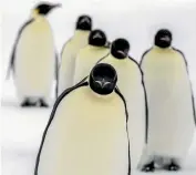  ??  ?? Emperor penguins on the frozen Ross Sea.