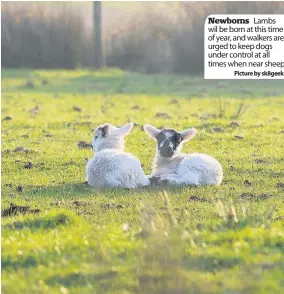  ??  ?? Newborns Lambs wil be born at this time of year, and walkers are urged to keep dogs under control at all times when near sheep
Picture by sk8geek