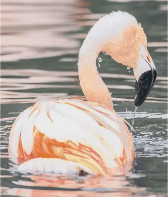  ??  ?? A Chilean flamingo at WWT Washington.