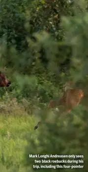  ?? ?? Mark Longhi Andreasen only sees two black roebucks during his trip, including this four-pointer