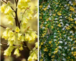  ?? ?? Spring favourites: Corylopsis pauciflora (left) and Azara mircophyll­a