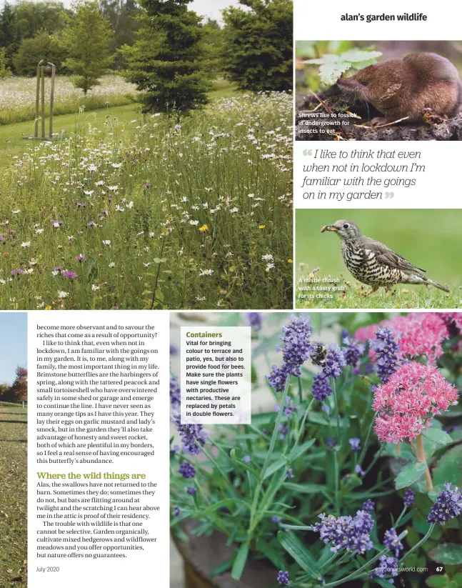  ??  ?? Shrews like to fossick in undergrowt­h for insects to eat
A mistle thrush with a tasty grub for its chicks