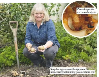  ??  ?? Closer inspection can reveal culprits Slug damage may not be apparent immediatel­y after lifting potatoes from soil