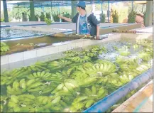  ??  ?? La producción nacional de banana está mejorando en calidad, con el mejor manejo poscosecha.