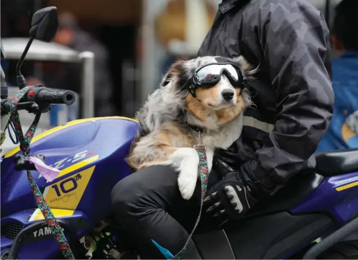  ?? ?? A dog wearing goggles sits on a motorcycle rider waiting at a traffic light in Bogota, Colombia, Friday, November 11, 2022. Photo: Associated Press/Fernando Vergara.