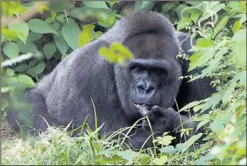  ?? Arkansas Democrat-Gazette/STATON BREIDENTHA­L ?? Trudy, the oldest known gorilla in North America, sits in the shade Saturday in her enclosure at the Little Rock Zoo before a birthday party in her honor. Her exact birthday is unknown, but she is 60 or 61 years old.