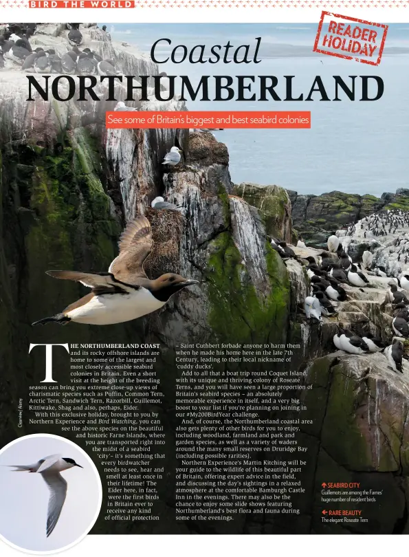  ??  ?? SEABIRD CITY Guillemots are among the Farnes' huge number of resident birds
RARE BEAUTY The elegant Roseate Tern