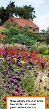  ??  ?? Above, a flurry of salmon-pinks decorate this late season garden, with eupatorium, persicaria and Verbenabon­ariensis – teamed with jade-green spurge, it’s a winning combo. Below, asters are all over the garden now