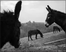  ?? ?? Residents of the Donkey’s Apiary.