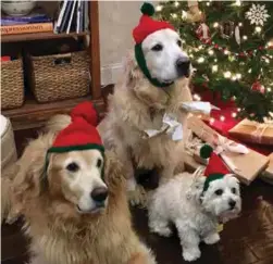  ?? ?? BELOW: Sandra Larson had so much yarn left after months of pandemic lockdown that she made hats for members of her family — even the dogs.