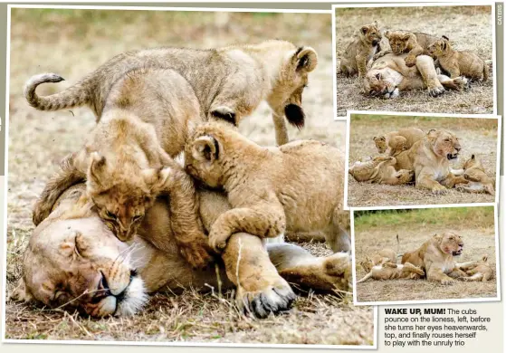 ??  ?? WAKE UP UP, MUM! TheTh cubsb pounce on the lioness, left, before she turns her eyes heavenward­s, top, and finally rouses herself to play with the unruly trio