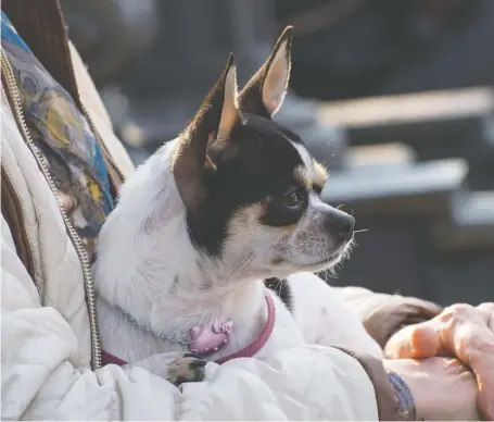  ?? GETTY IMAGES/ISTOCKPHOT­O ?? Maybe the pandemic is making people a little more friendly — and having a dog can help start the conversati­on.