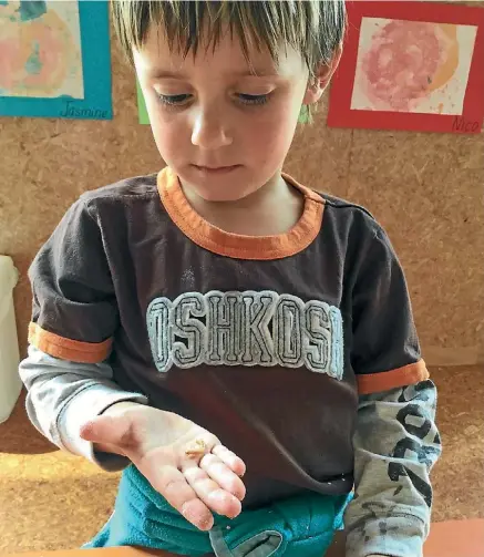  ?? SUPPLIED ?? Thatcher from Jump Start pre-school studies the mealworm in his hand.