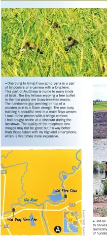  ??  ?? ● One thing to bring if you go to Sena is a pair of binoculars or a camera with a long lens. This part of Ayutthaya is home to many kinds of birds. The tiny fellows enjoying a free buffet in the rice paddy are Scaly-breasted munia. The handsome guy perching on top of a wooden pole is a Black drongo. The one busy building a beautiful nest is a male Bayaweaver. I took these photos with a bridge camera
I had bought online at a discount duringthe lockdown. Thequality of the telephoto lens images may not be great but it’s way better than those taken with my high-end smartphone, which is five times more expensive.
