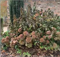  ?? ?? An early cold snap has caught this hydrangea before its leaves formed the abscission layer that lets them drop off the tree. (Special to the Democrat-Gazette)