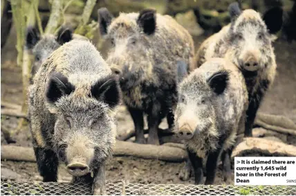  ?? SWNS ?? It is claimed there are currently 1,645 wild boar in the Forest of Dean