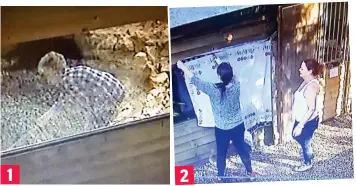  ??  ?? On CCTV: Footage allegedly shows Mrs Quayle poking the body with a broom Other staff at the charity move in to cover the windows of Colin’s enclosure 1 2