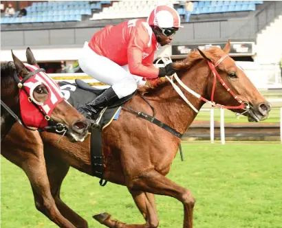  ?? Picture: JC Photograph­ics ?? PIERE’S PICK. Piere Strydom has made Fictitious, who runs in Race 9 at the Vaal today, as a banker in all bets.