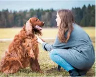  ??  ?? Bright, inquisitiv­e and loyal, Irish setters are keen to please their owners.