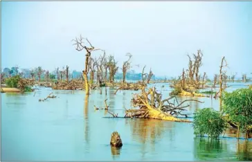  ?? OXFAM IN CAMBODIA ?? Infrastruc­ture developmen­t and climate change are contributi­ng to negative impacts on the seasonally flooded forests in the Stung Treng Ramsar site.